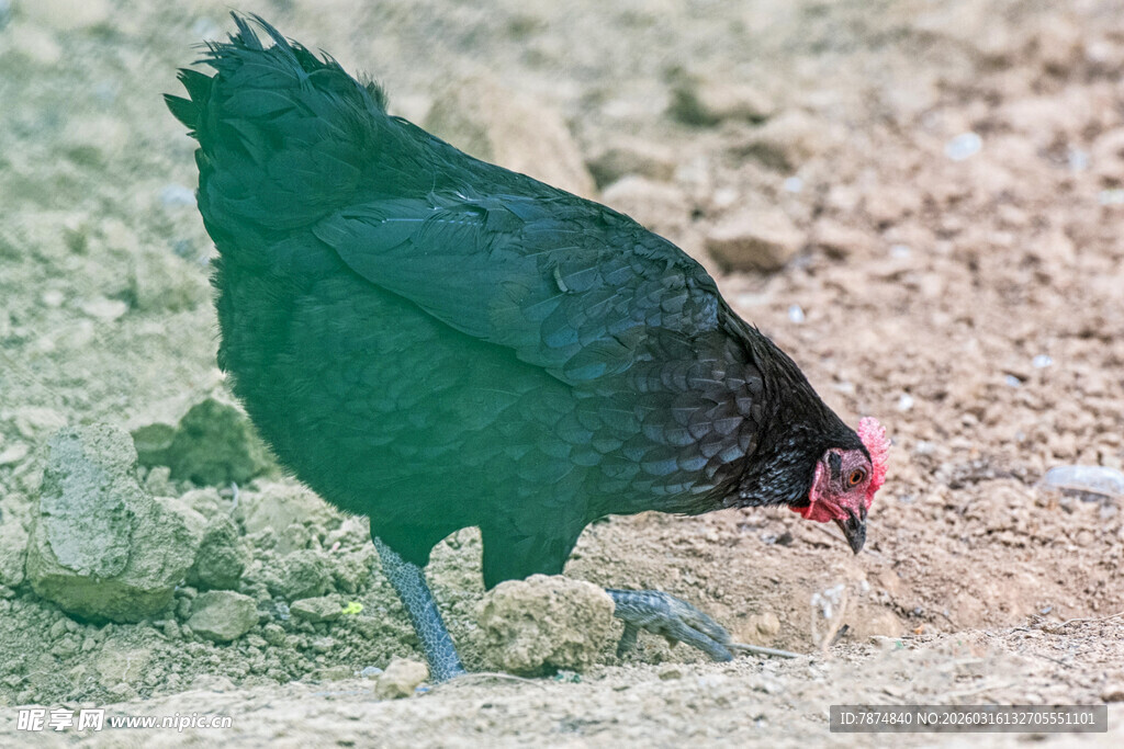 黑羽红喙鸟在地面觅食