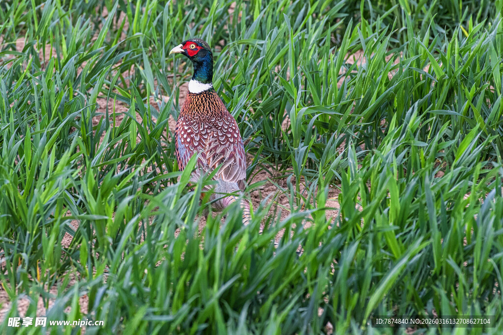 草丛中的美丽野雉
