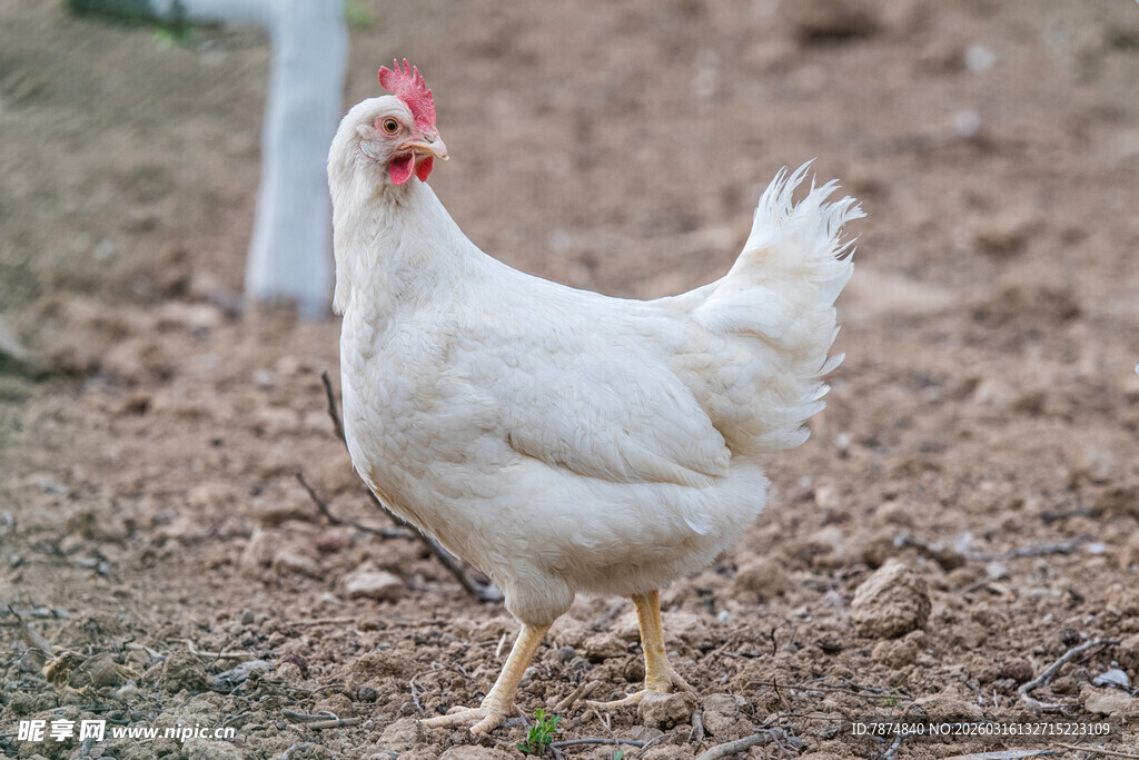 白母鸡在地面上行走