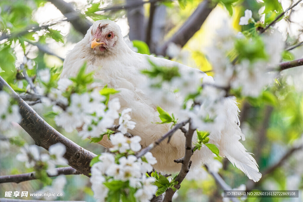 枝头萌宠猫咪赏春花