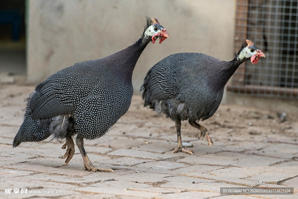 两只珍珠鸡站在地面上