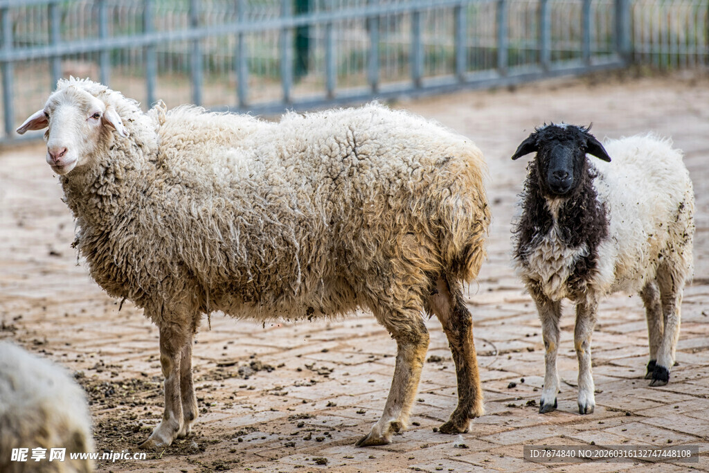 圈舍中的几只绵羊