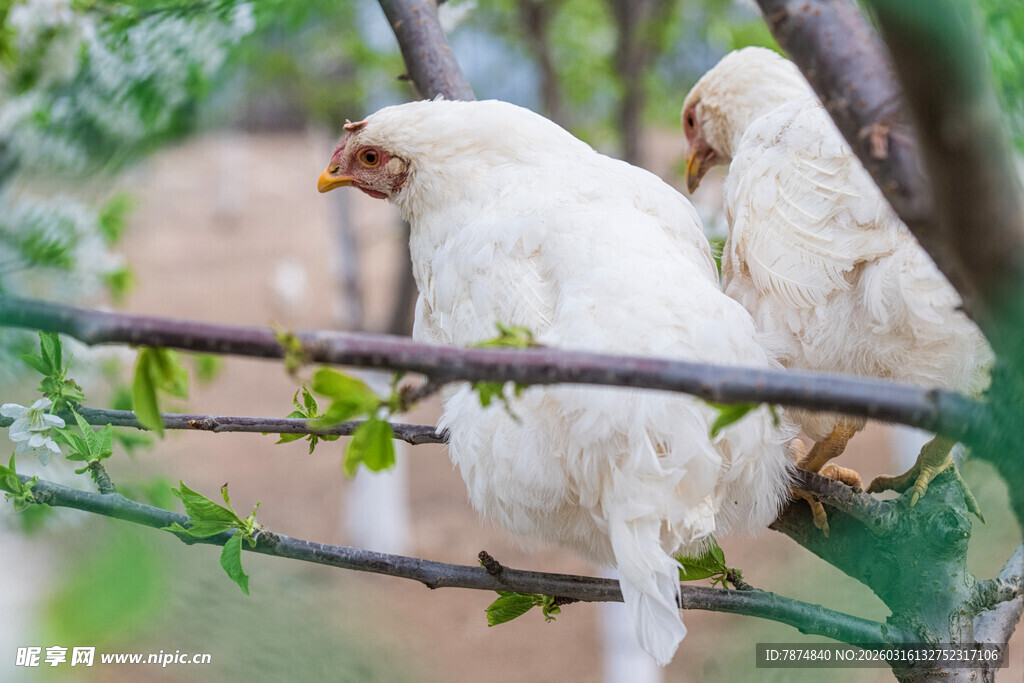 枝头白猴 灵动自然瞬间