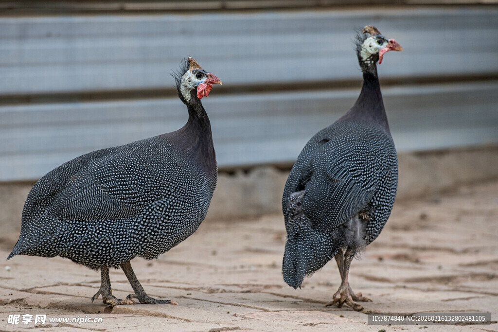 两只珍珠鸡站立在地面