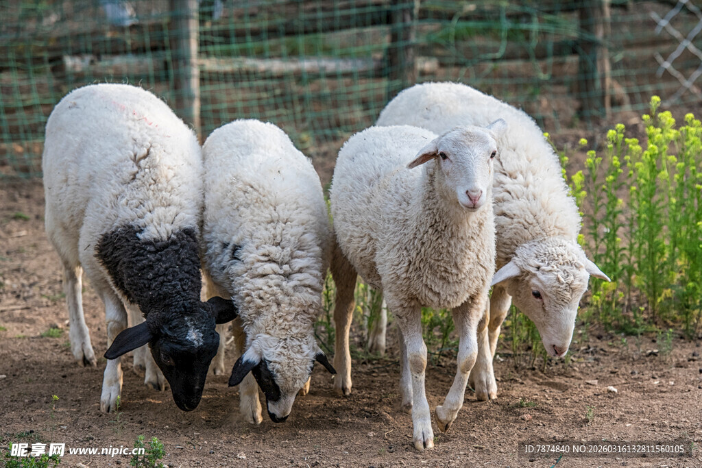 三只羊在户外低头觅食