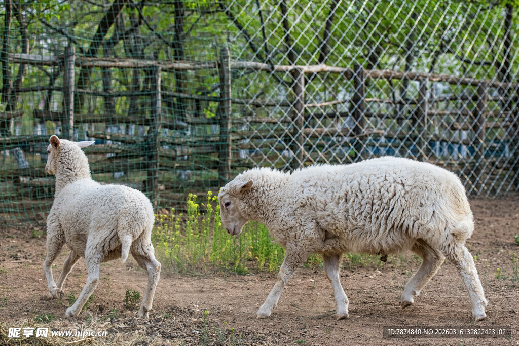 羊圈中的大小绵羊