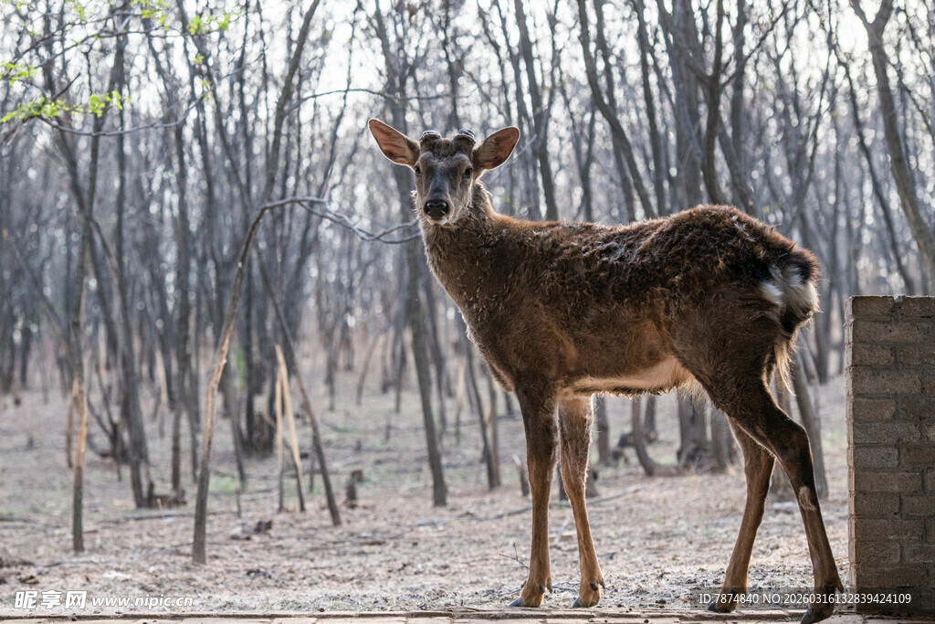 森林中站立的美丽小鹿