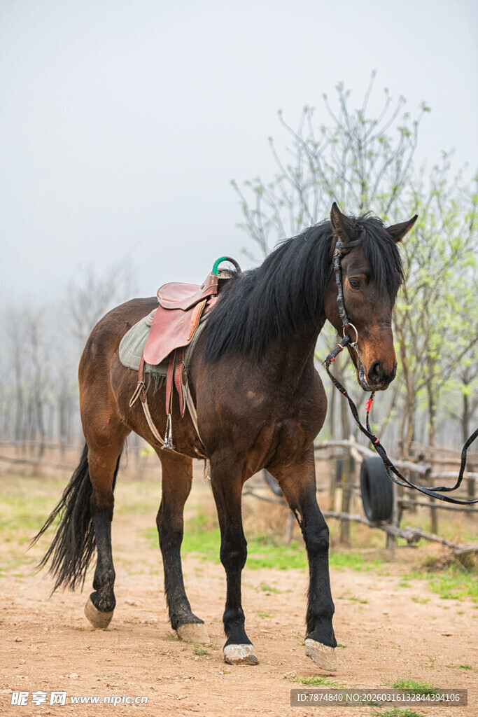 草原骏马配鞍具