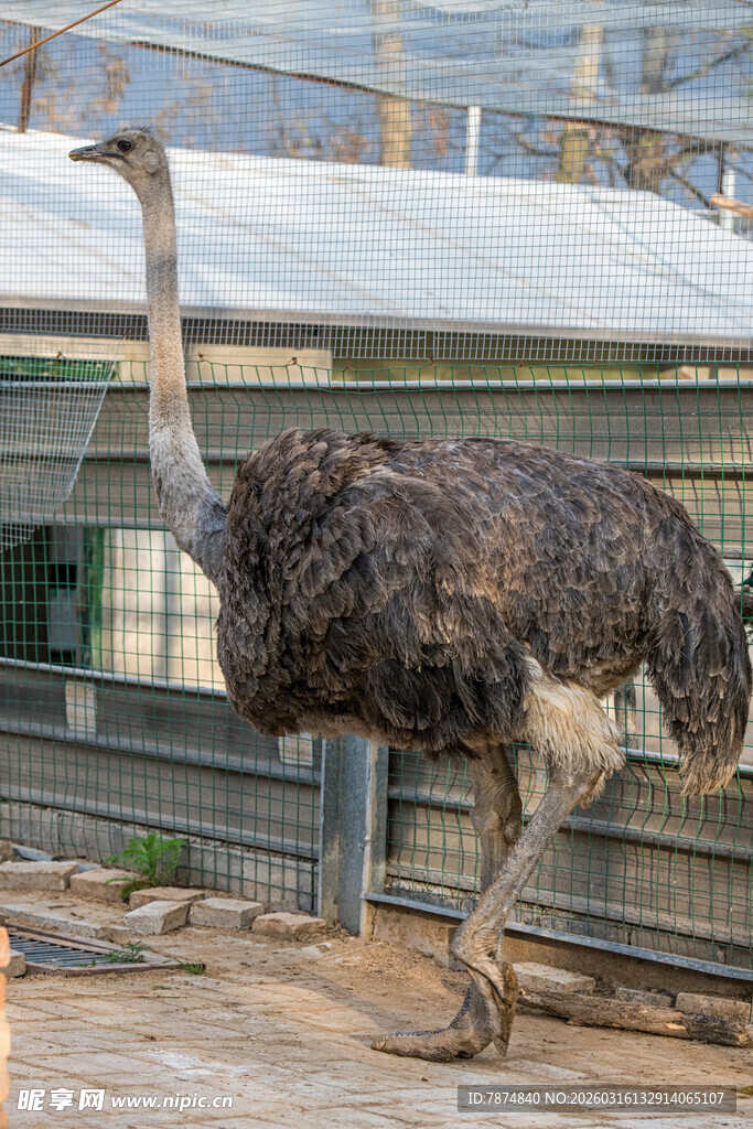 圈舍中的鸵鸟