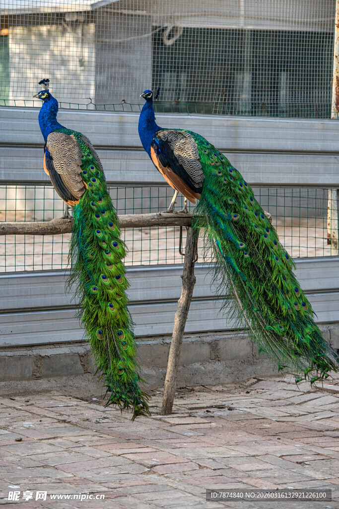 两只美丽孔雀展示绚丽尾羽