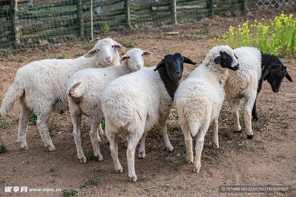 一群羊在户外的场景