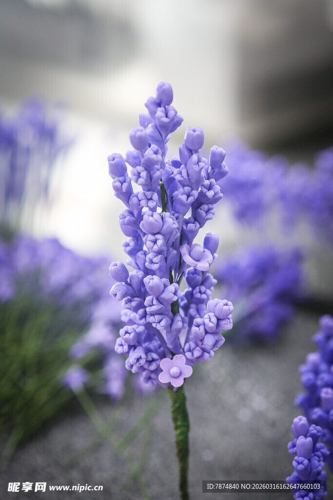 工艺品紫色薰衣草绽放特写