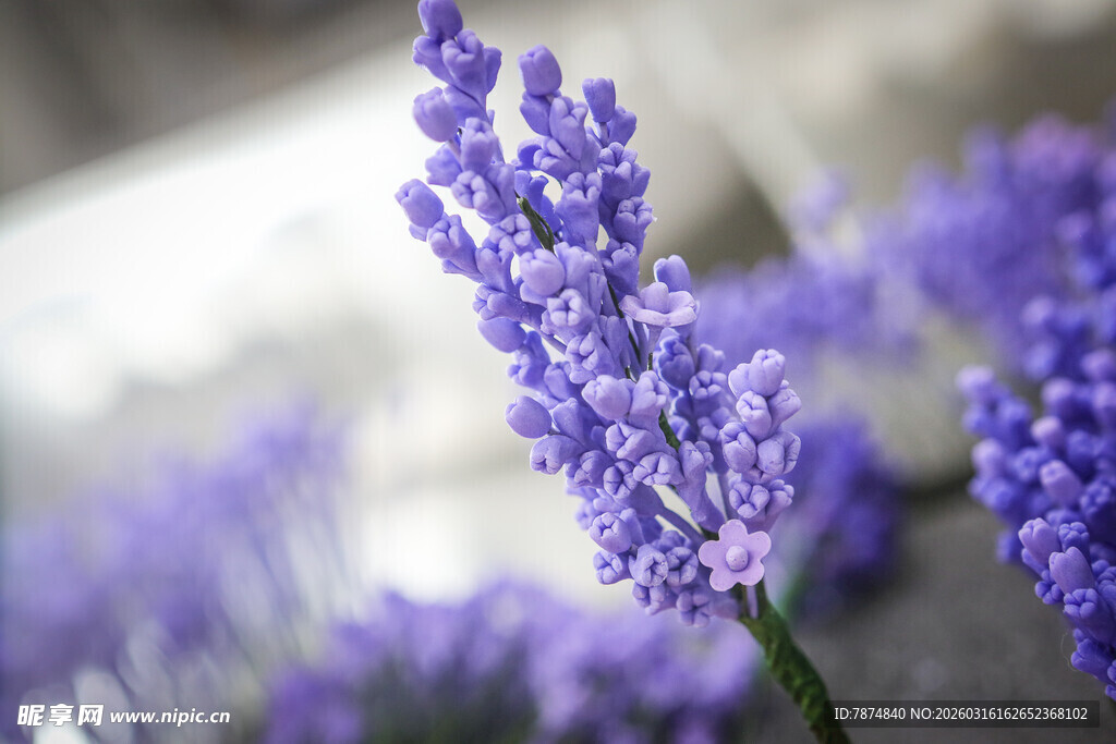 工艺品紫色薰衣草绽放