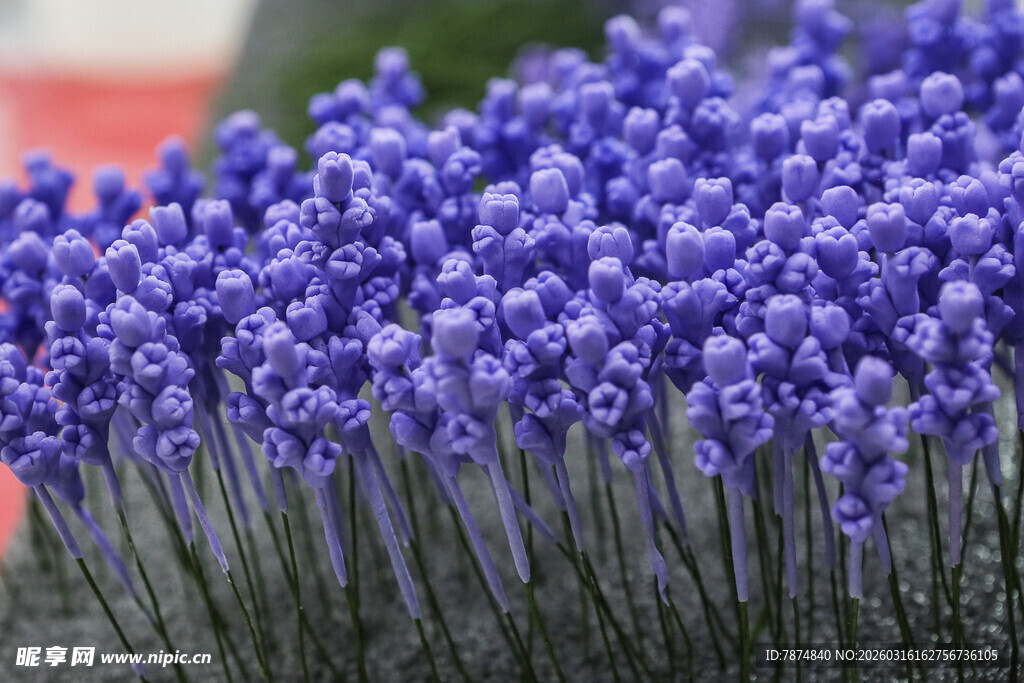工艺品紫色薰衣草花海特写