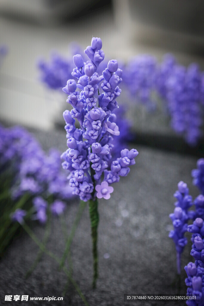 工艺品紫色薰衣草特写