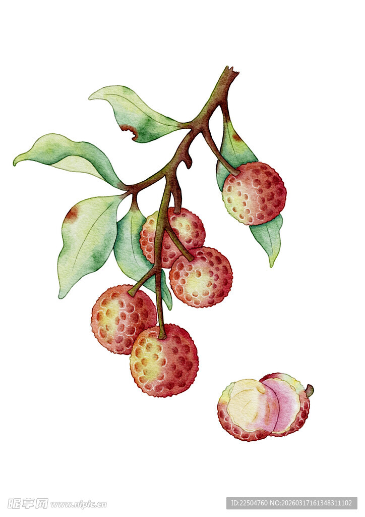 水彩绘枝头荔枝果实