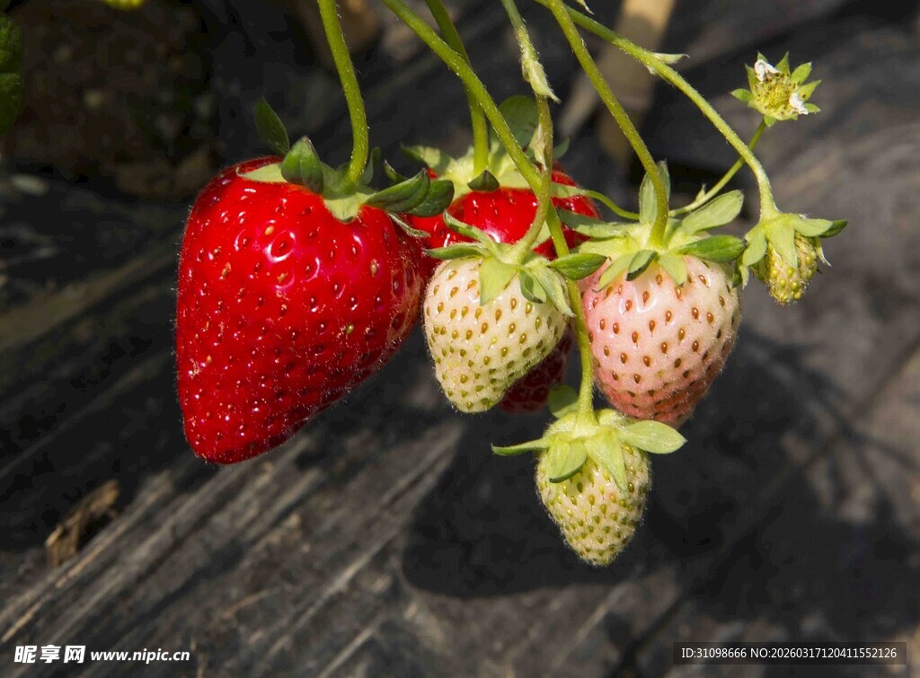 成熟与未熟的草莓果实