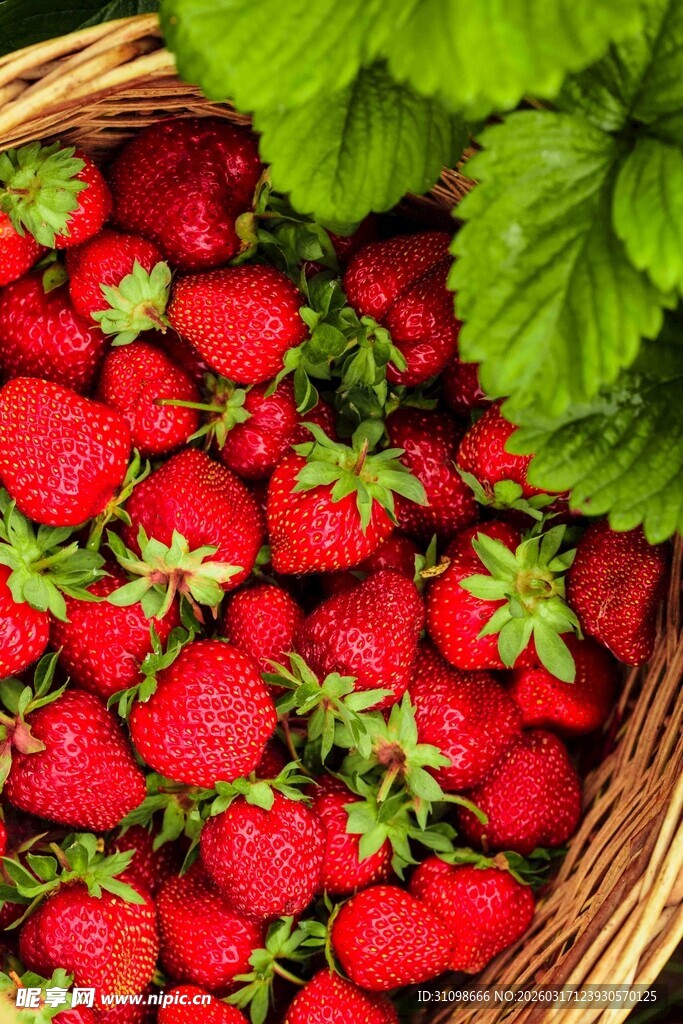 篮子里的新鲜红草莓