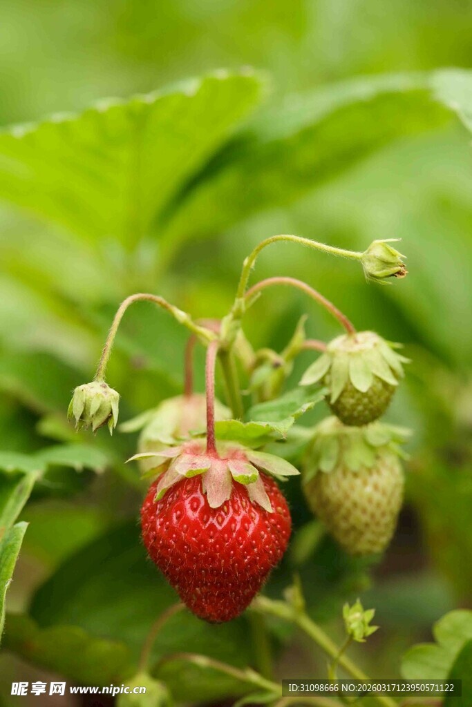 成熟草莓挂于翠绿枝叶间
