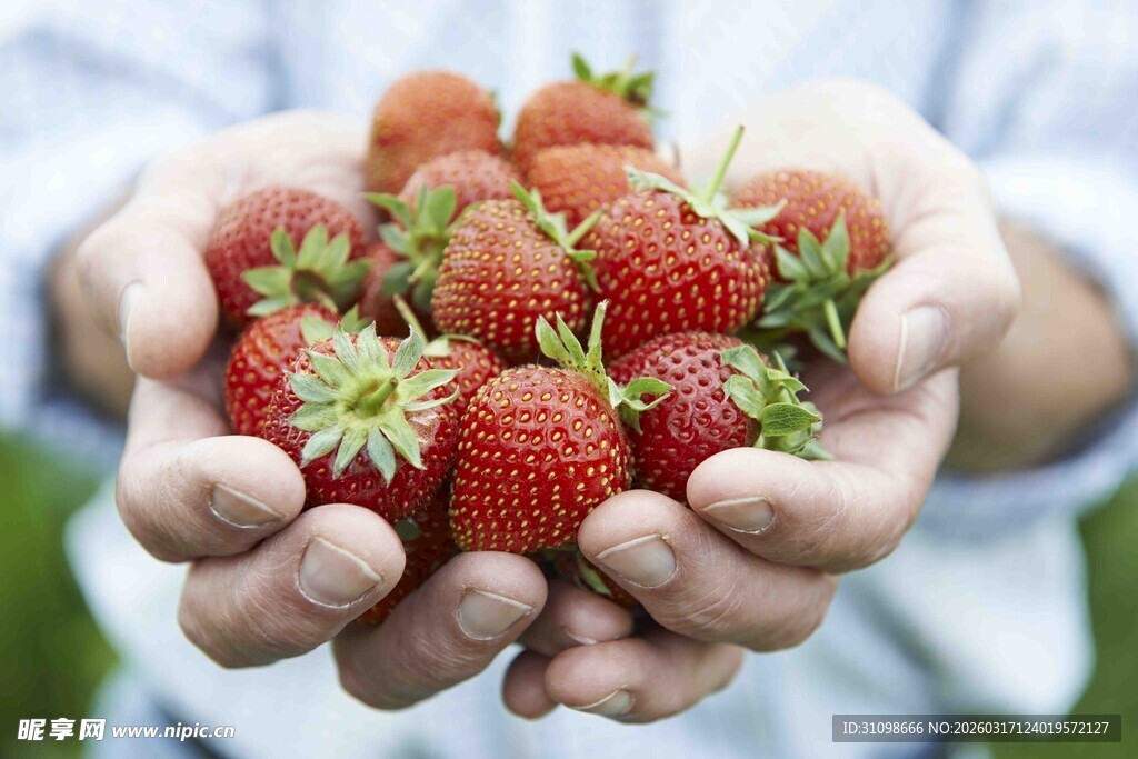 手中捧满新鲜草莓