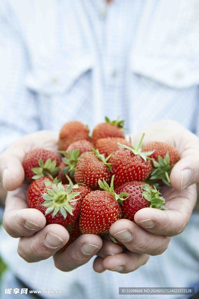 手中鲜嫩草莓果实诱人