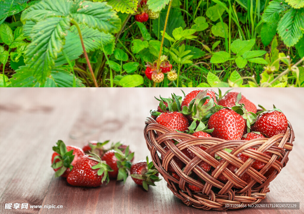 木桌上篮中新鲜草莓