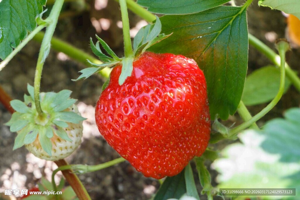鲜红饱满的成熟草莓
