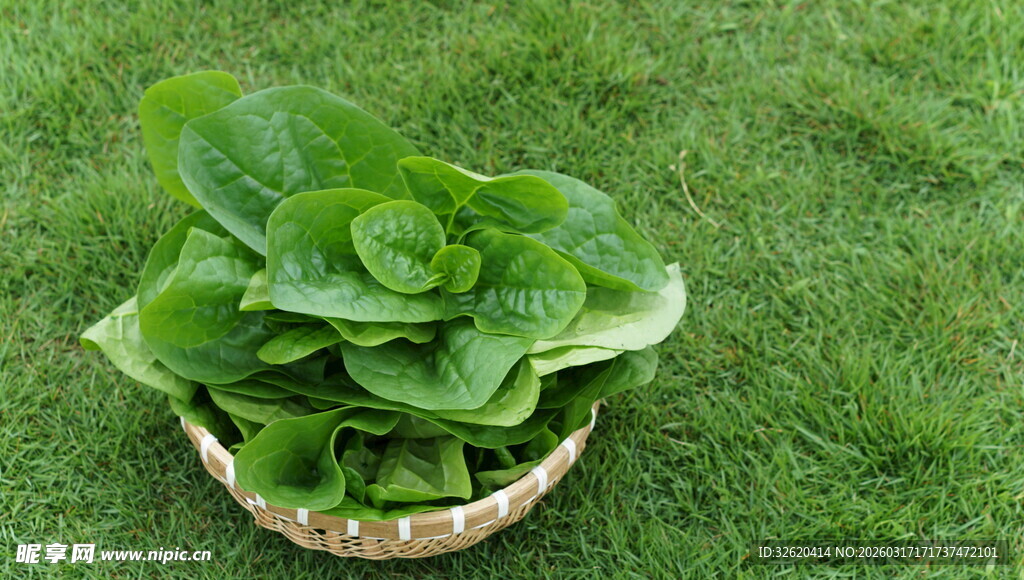 鲜嫩青菜
