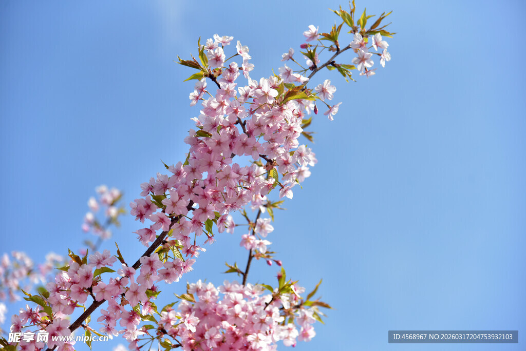 樱花