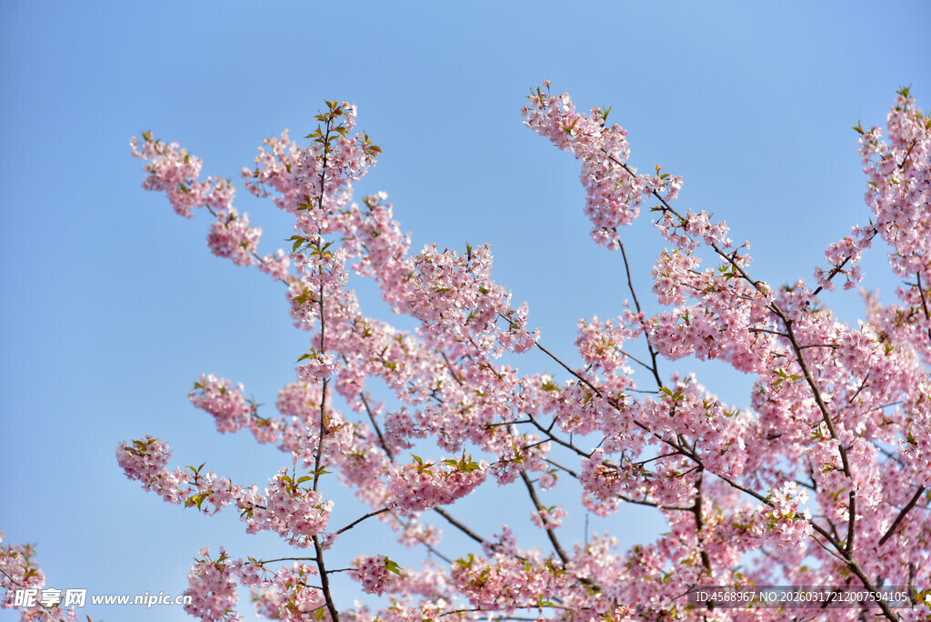 樱花