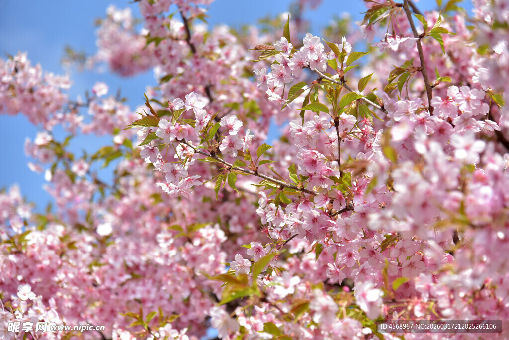 樱花