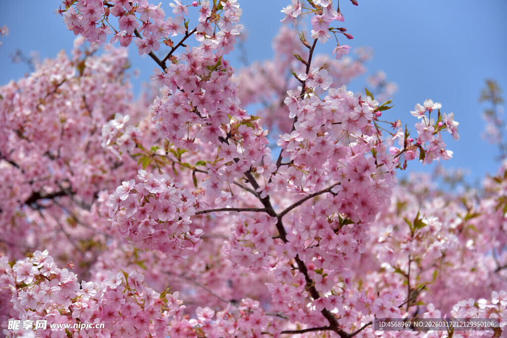 樱花