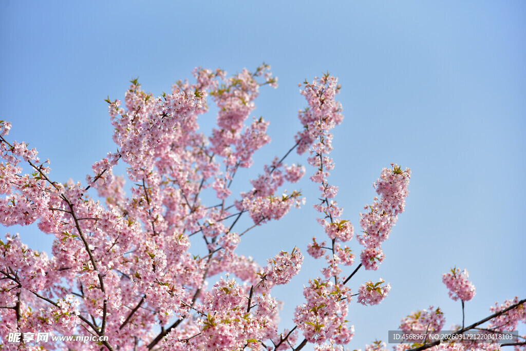 樱花