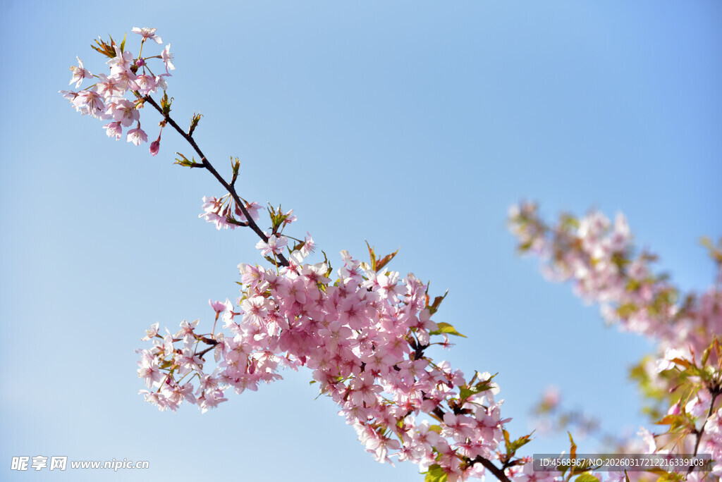樱花