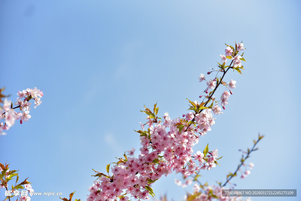樱花