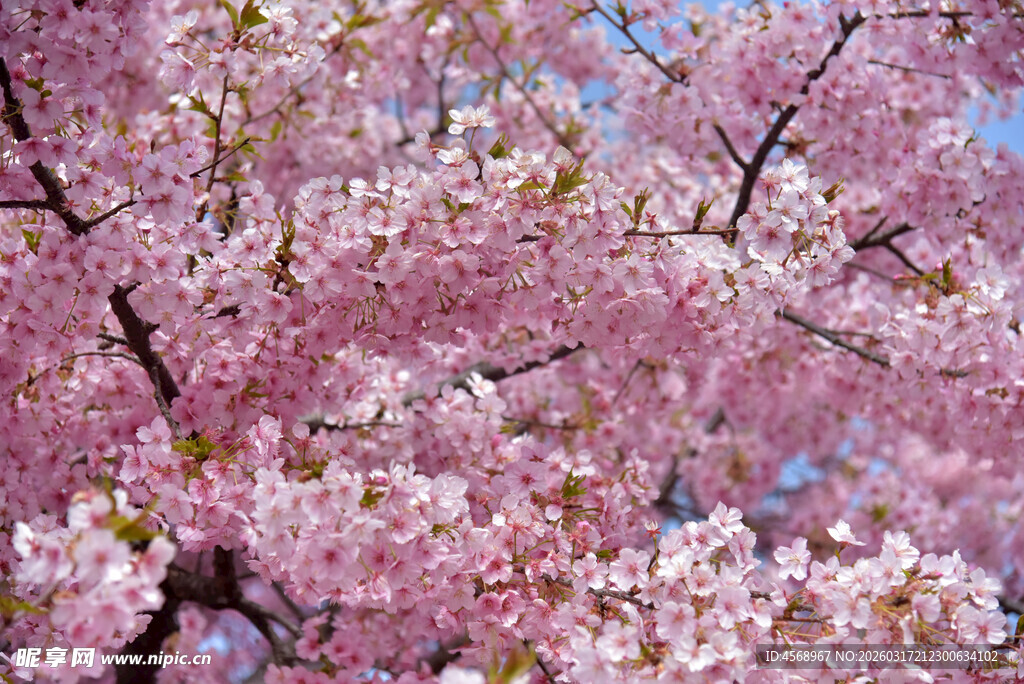 樱花