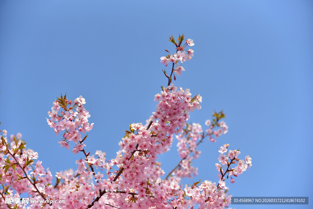 樱花
