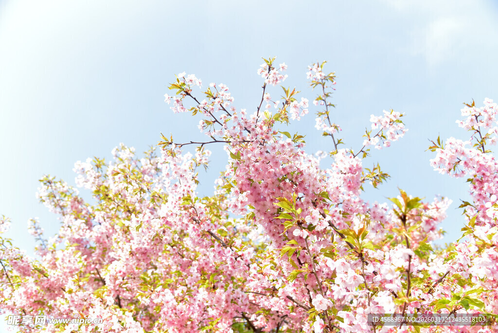 樱花