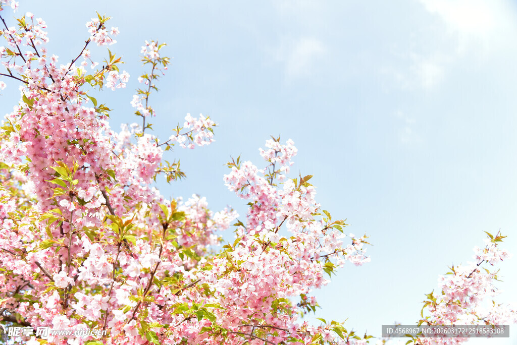 樱花