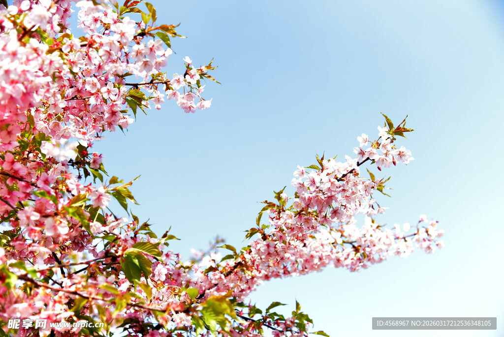 樱花