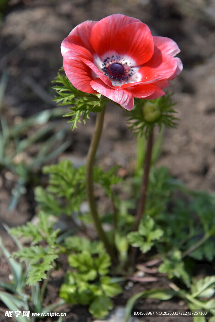  银莲花