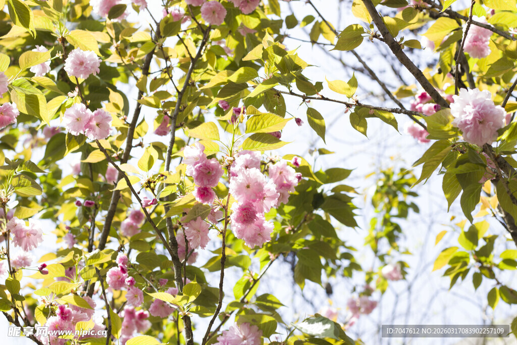 春日繁花满枝的烂漫景象