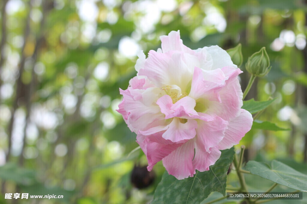 粉色木芙蓉花特写