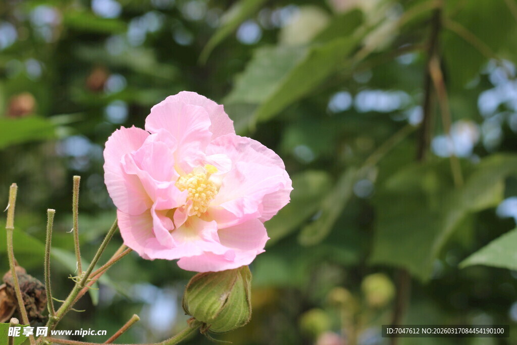 娇艳粉色木槿花特写