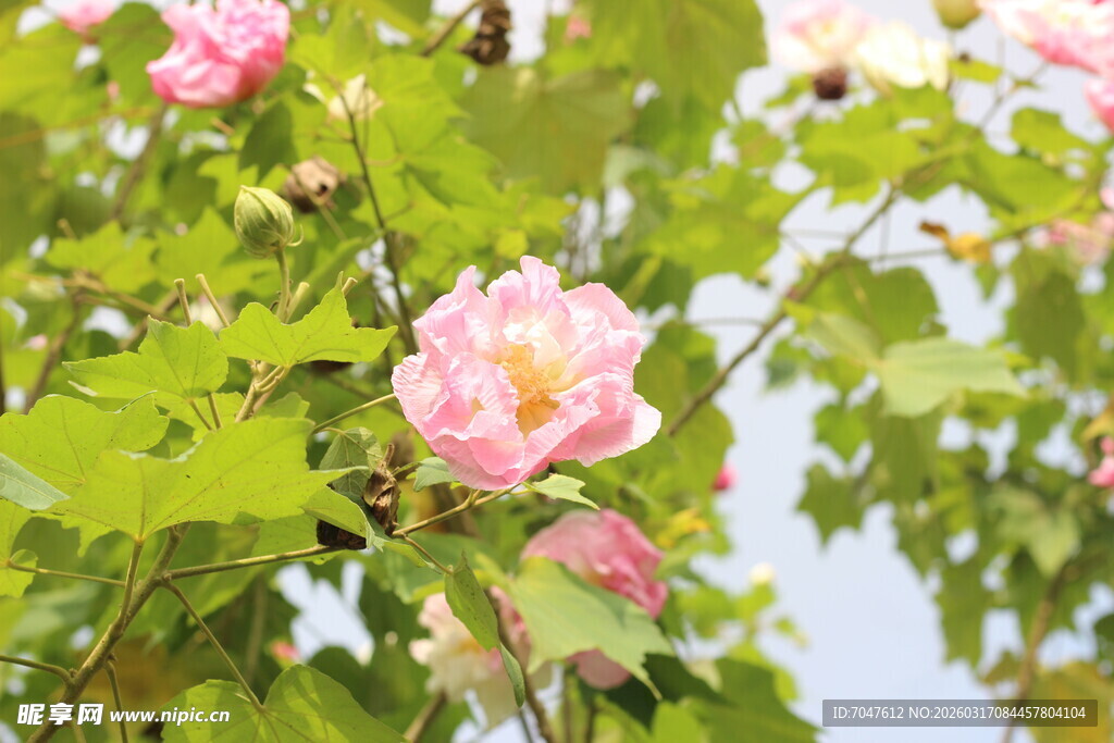 盛开的粉色木芙蓉花朵