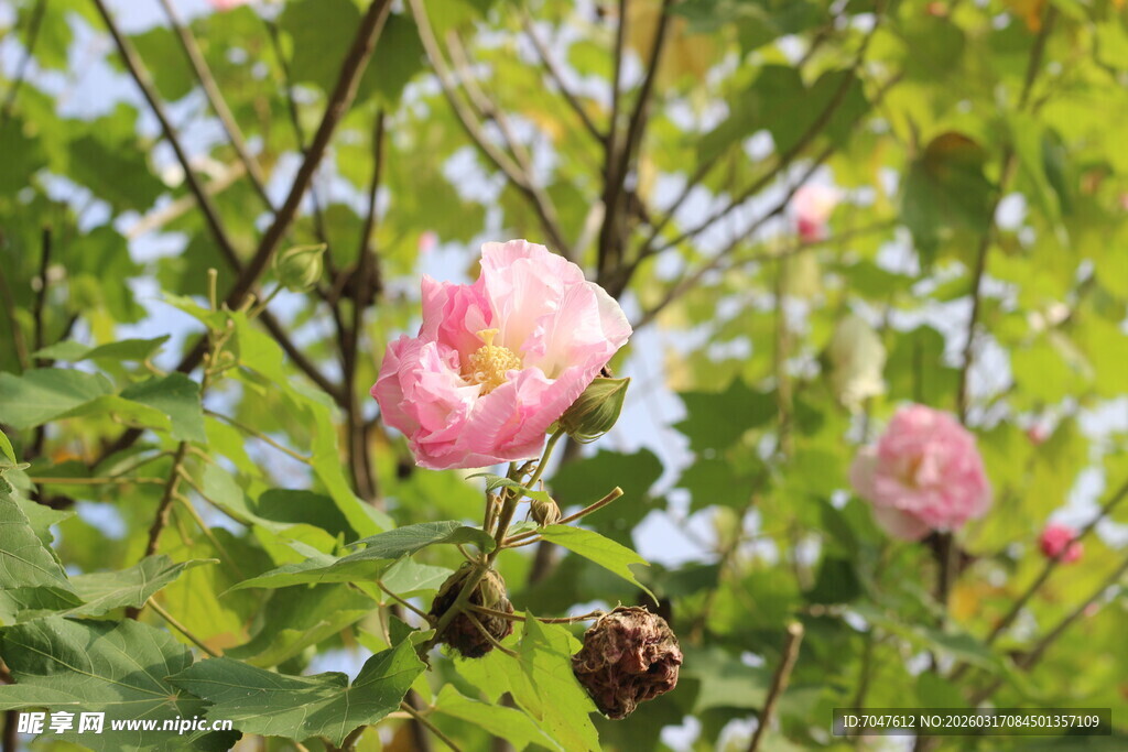粉色木芙蓉绽放于枝头