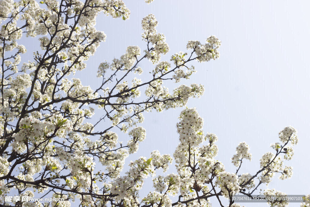 豆梨花枝头繁花绽放春日美景