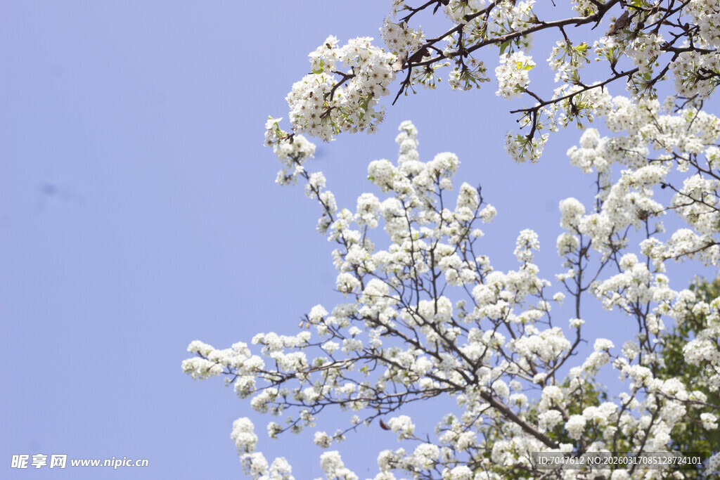 豆梨花枝头繁花绽于蓝天之下