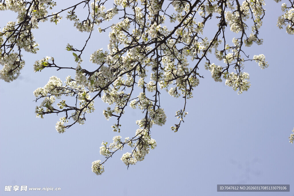 豆梨花枝头繁花绽于蓝天之下
