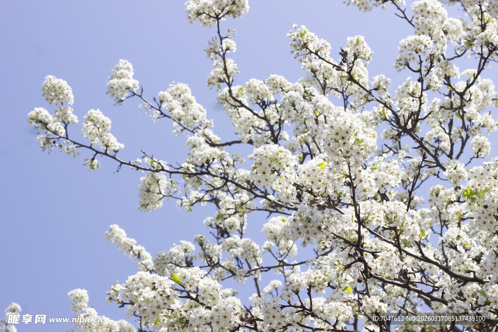 豆梨花枝头绽放的洁白繁花